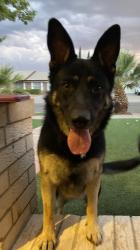 Reunited Female Dog last seen Montwood and lomaland, El Paso, TX 79935