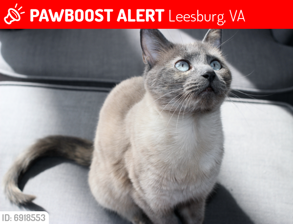 Lost Female Cat last seen Catoctin Cir SW, Leesburg, VA 20175