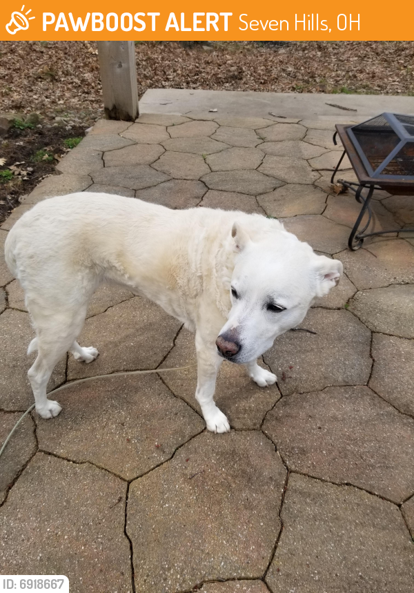 Found/Stray Female Dog last seen Crossview and Ridgewood , Seven Hills, OH 44131