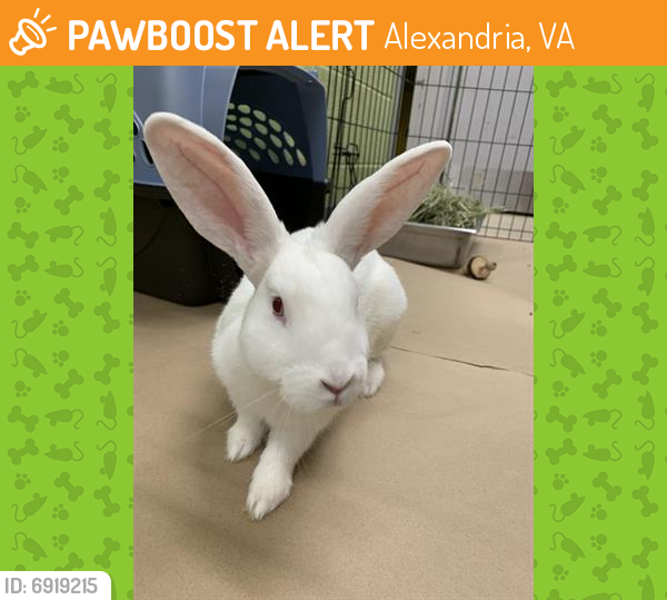Found/Stray Unknown Rabbit last seen Found near S Highview Lane and Beauregard St., Alexandria, VA 22311