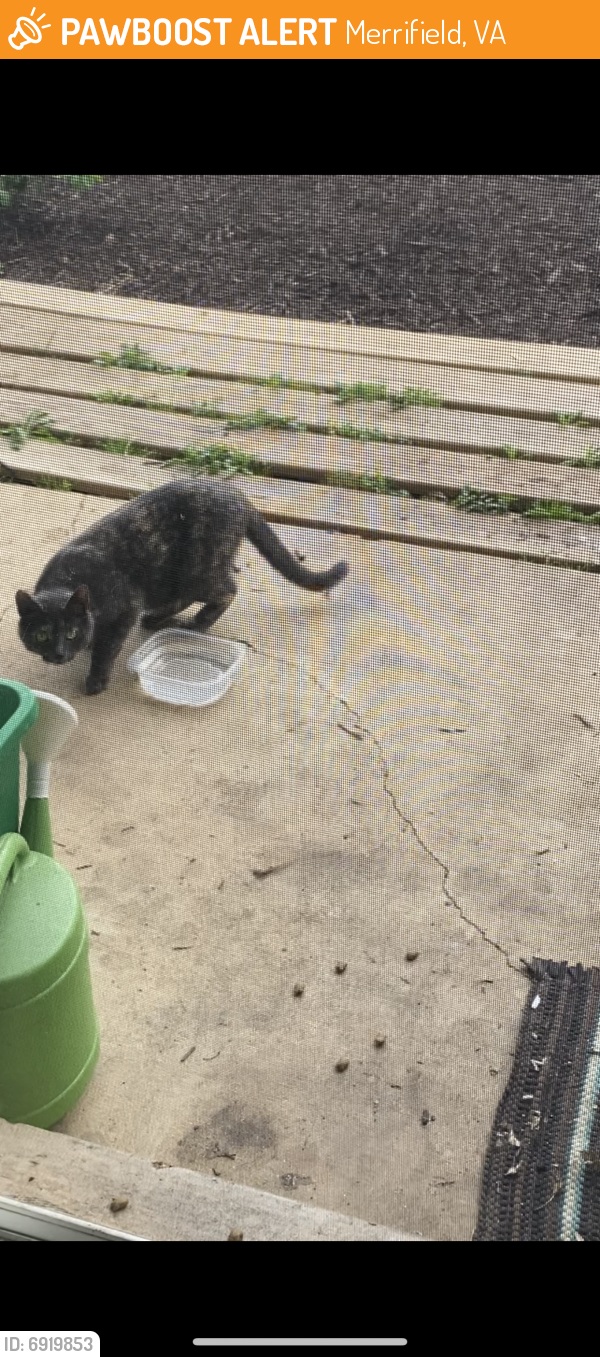 Found/Stray Unknown Cat last seen Hartland Rd, Merrifield, VA 22180