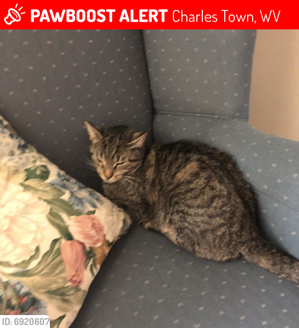 Lost Female Cat last seen Near Windsor Drive, Charles Town, WV 25414