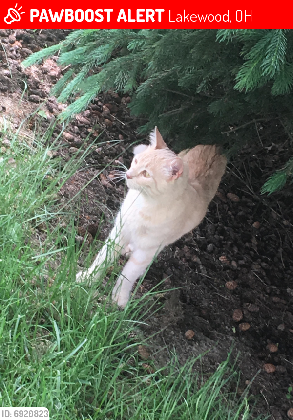 Lost Male Cat last seen Chesterland, Lakewood, OH 44107