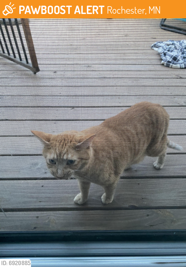 Found/Stray Unknown Cat last seen Eastwood golf course, Rochester, MN 55904