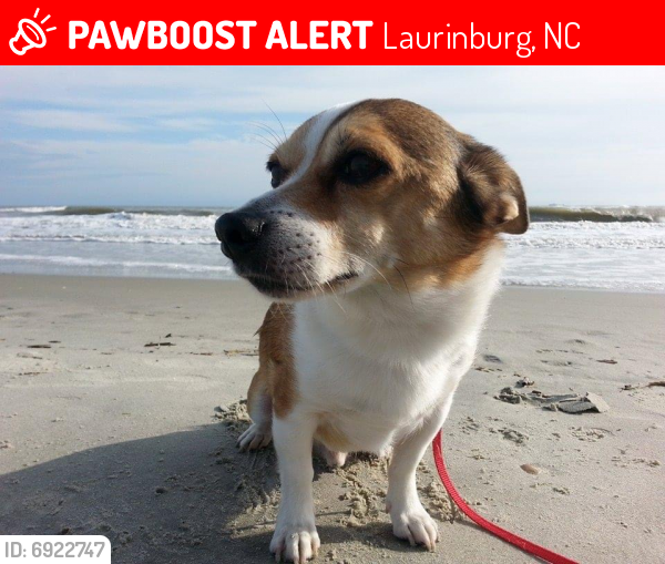 Lost Male Dog last seen Near Everett Street , Laurinburg, NC 28352