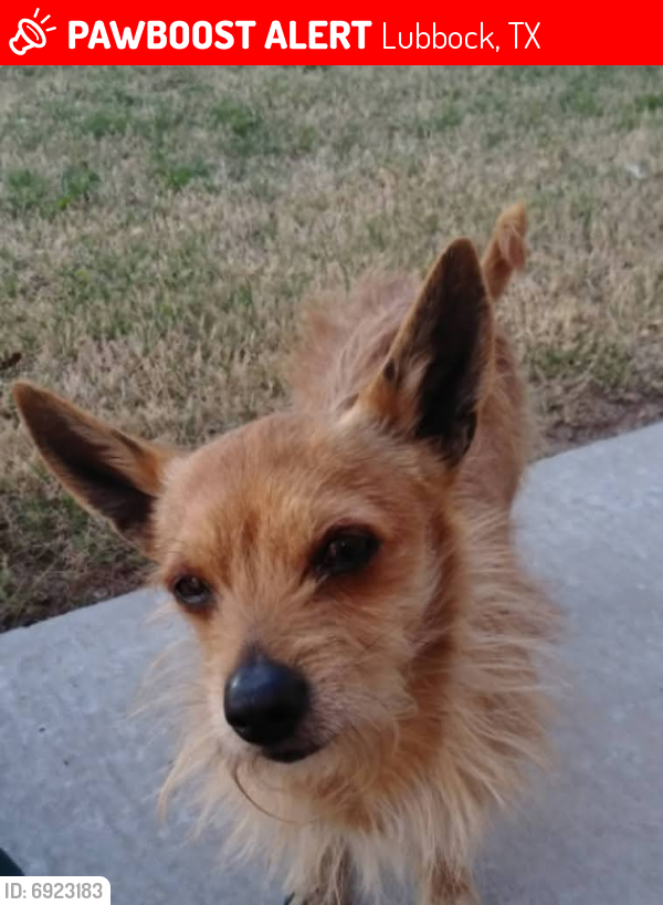 Lost Male Dog last seen 37th Street and Memphis avenue, Lubbock, TX 79423