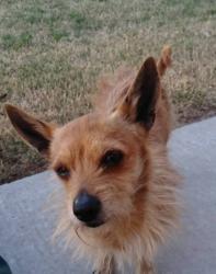 Lost Male Dog last seen 37th Street and Memphis avenue, Lubbock, TX 79423