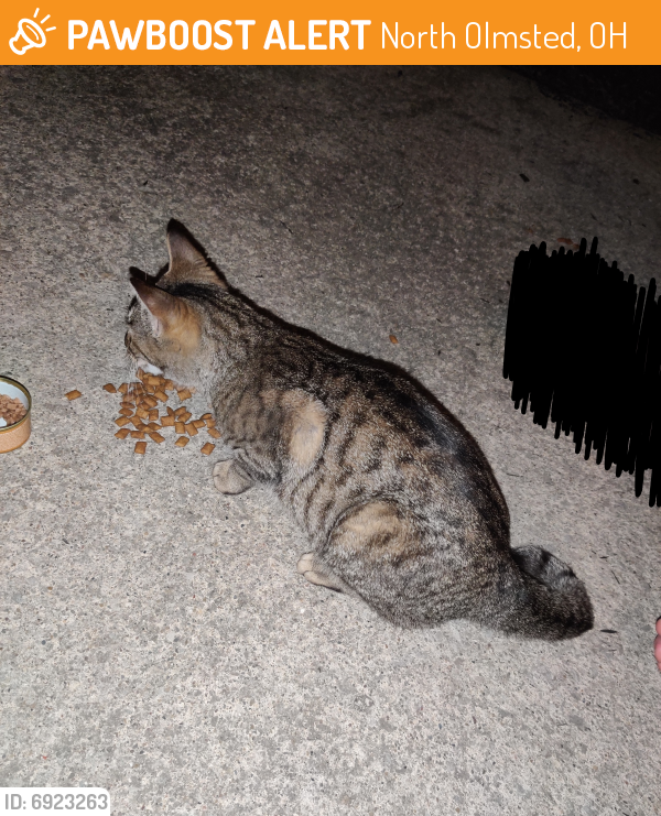 Rehomed Female Cat last seen Oakwood estates apartments , North Olmsted, OH 44070