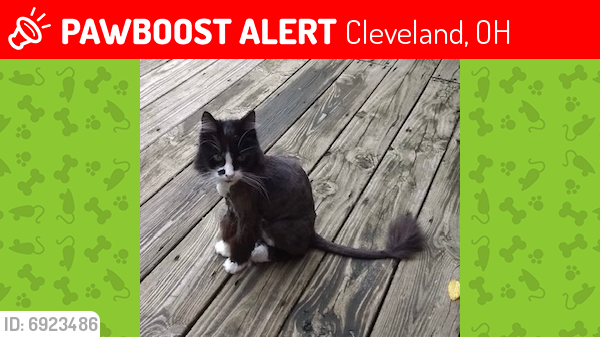 Lost Female Cat last seen Norwell Ave and W 182nd. (West Park)  Cleve, westside , Cleveland, OH 44135