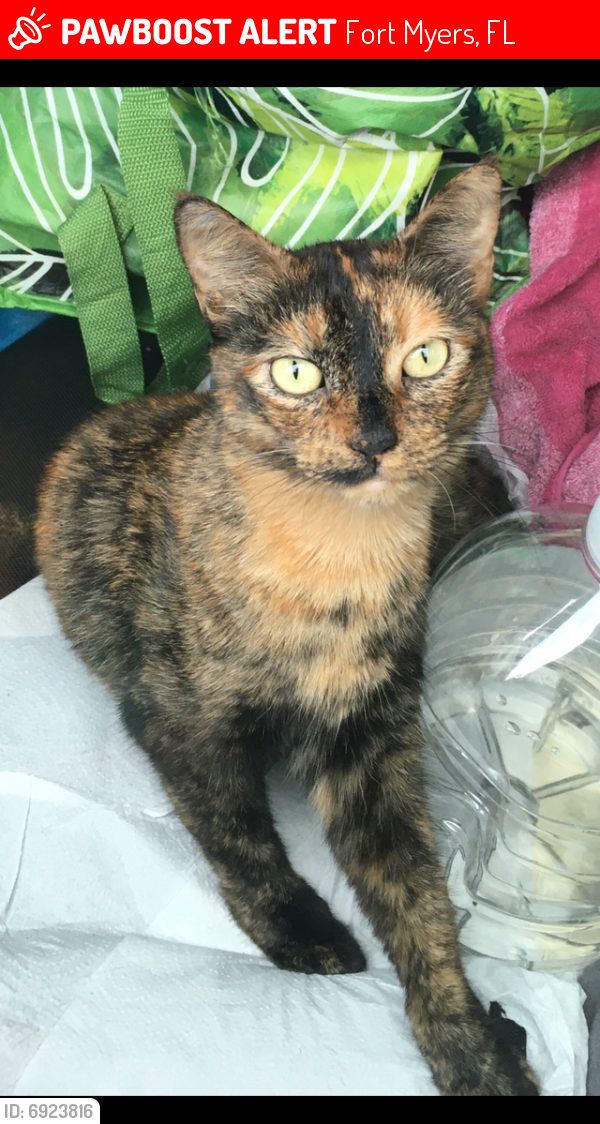 Lost Female Cat last seen Last seen around the Boathouse Restaurant & Sweetwater Landing Marina on State Rd 31 (Babcock Ranch Rd) in Fort Myers, FL., Fort Myers, FL 33905