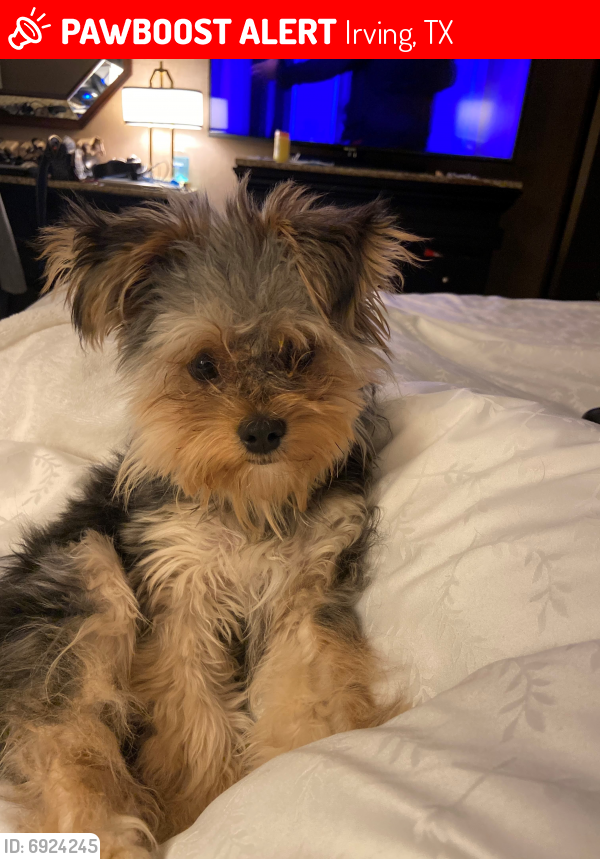 Lost Male Dog last seen las Colinas Blvd - Alesio apartments, Irving, TX 75039