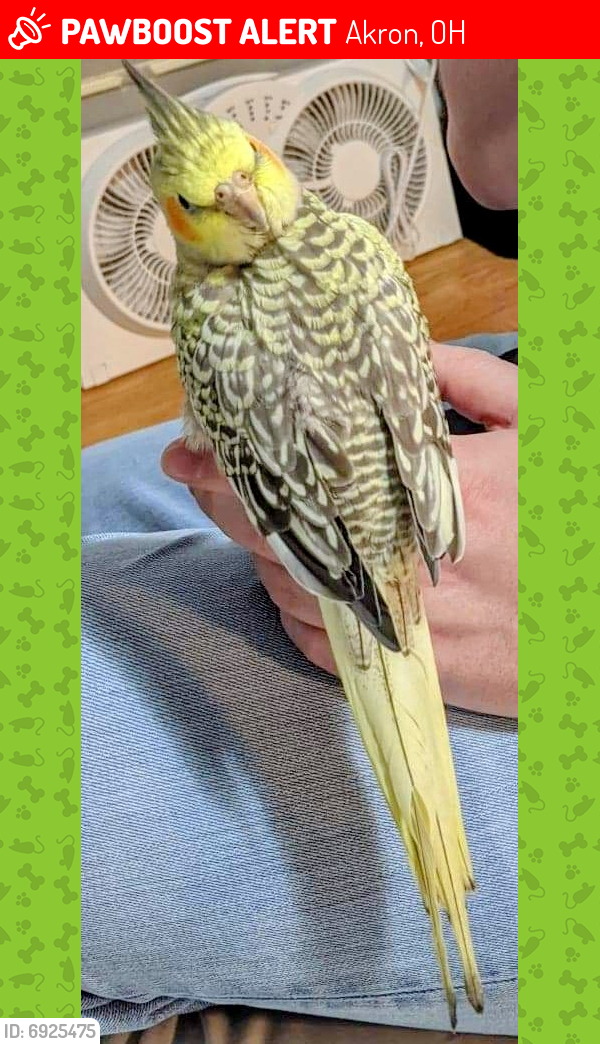 Lost Male Bird last seen Lorena Ave & White Pond Dr, Akron, OH 44313