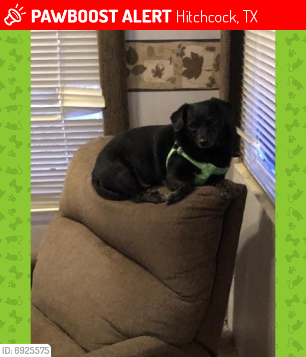Lost Male Dog last seen Hwy 6 Hitchcock to, Hitchcock, TX 77568
