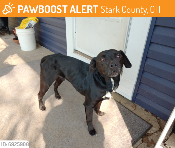 Rehomed Male Dog last seen Walborn Reservoir, Stark County, OH 44601