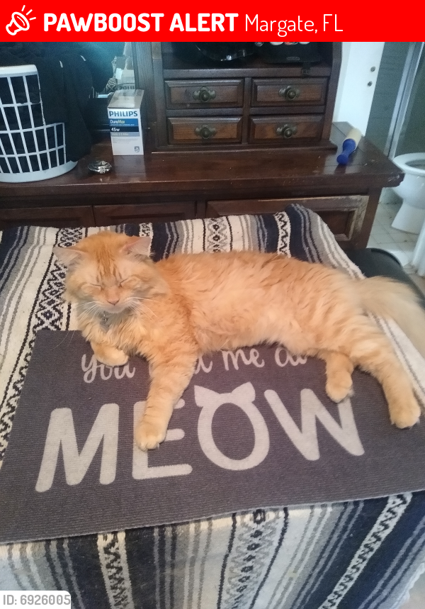 Margate, FL Lost Male Cat, Meow Is Missing PawBoost