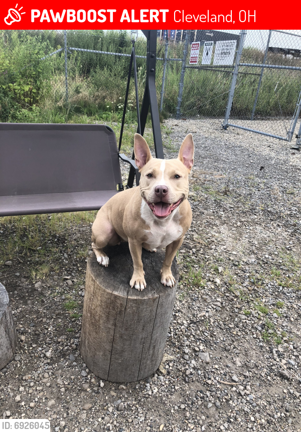 Lost Female Dog last seen East 152nd. St and S. Waterloo Rd, Cleveland, OH 44119