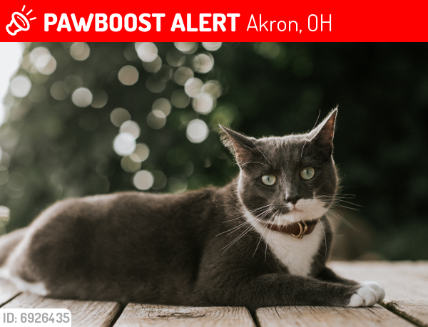 Lost Male Cat last seen Near w park way Akron oh 44312, Akron, OH 44312