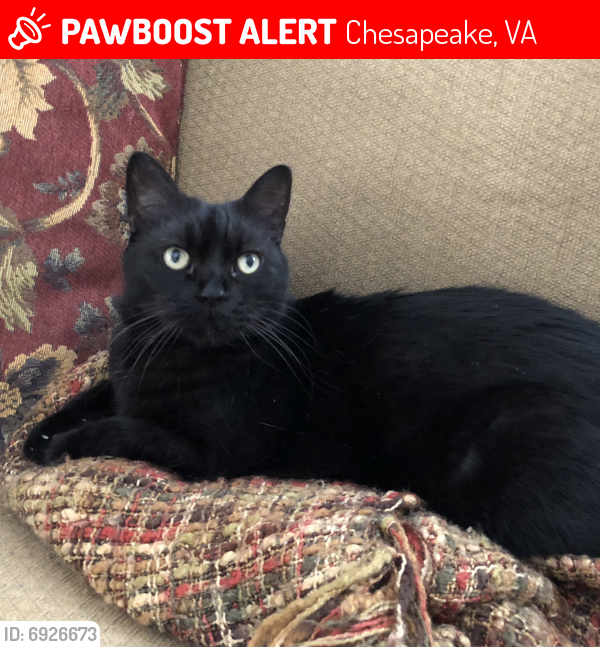 Lost Male Cat last seen Long Parrish Way, Chesapeake, VA 23320