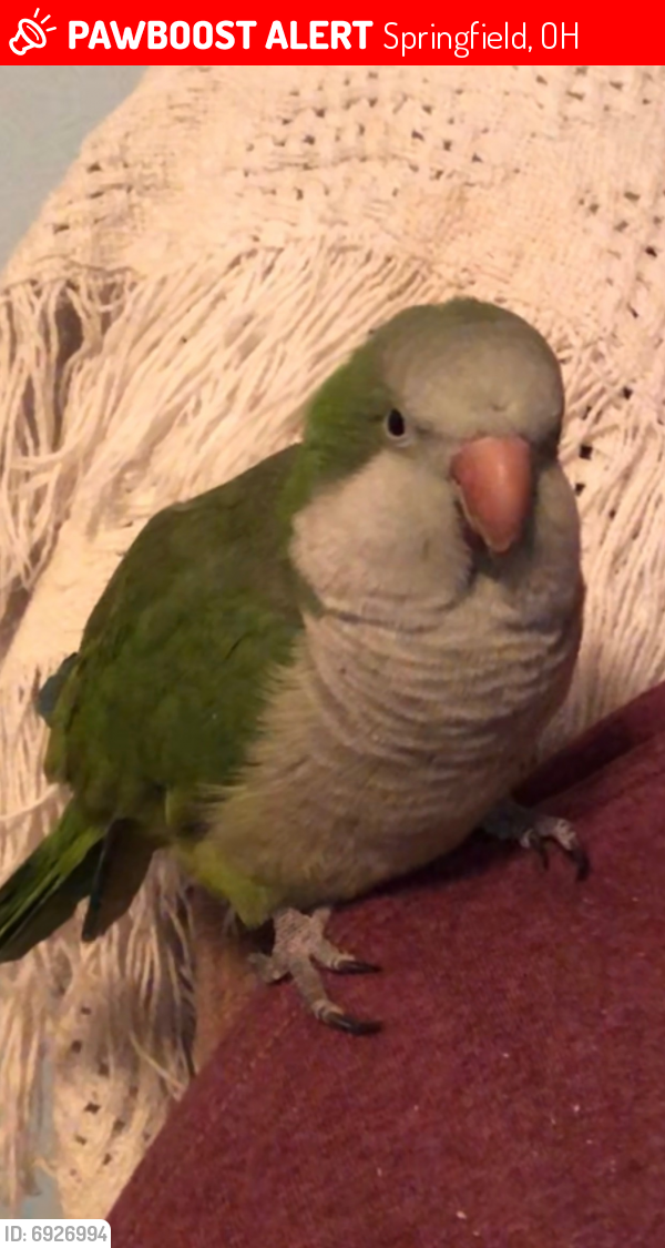 Lost Male Bird last seen Providence Ave., NorthEastern District, Springfield, OH 45503
