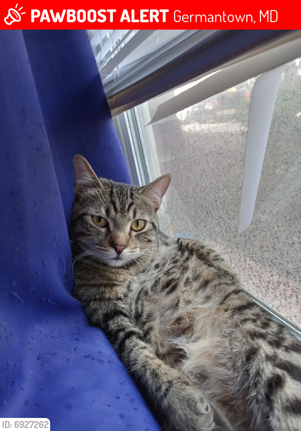 Lost Male Cat last seen Near Grey Eagle ct north lake apartments, Germantown, MD 20874