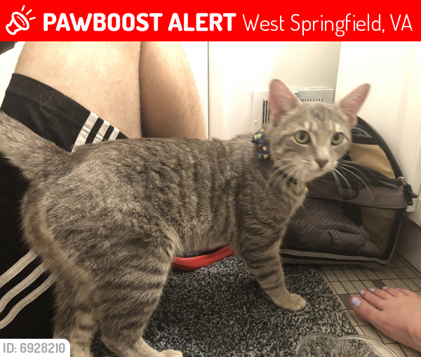 Lost Male Cat last seen Alberta and greely, West Springfield, VA 22152