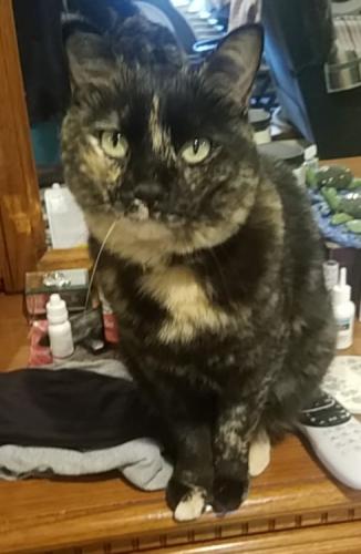 Lost Female Cat last seen Rolling hills estates, Cheyenne, WY 82009