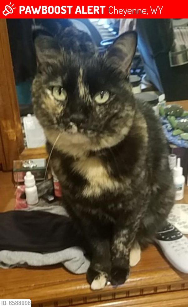 Lost Female Cat last seen Rolling hills estates, Cheyenne, WY 82009