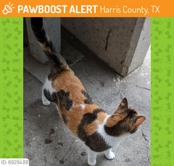 Rehomed Female Cat last seen Jones Rd & Saathoff Dr in shopping plaza, Harris County, TX 77070