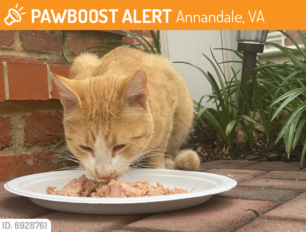 Rehomed Unknown Cat last seen Annandale Road & Hamilton Street, Annandale, VA 22003