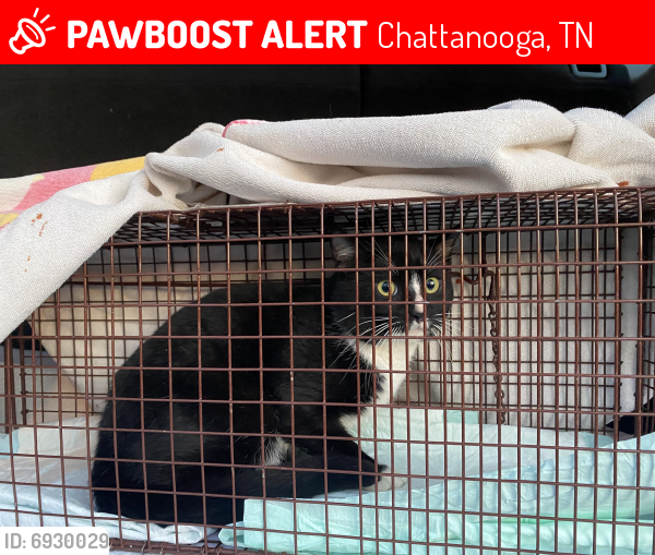 Lost Male Cat last seen Windrush Loop, Chattanooga, TN 37421