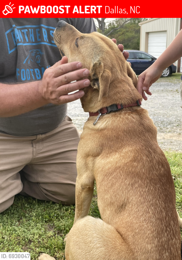 Lost Male Dog in Dallas, NC 28034 Named Unknown (ID 6930047) PawBoost