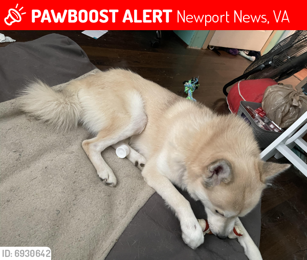 Lost Male Dog last seen Pull off on denbeigh blvd in the woods across from Rips, Newport News, VA 23608