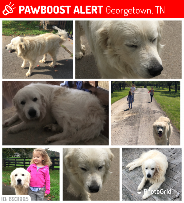 Lost Male Dog last seen Georgetown, TN, Georgetown, TN 37336