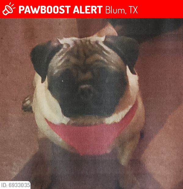 Lost Female Dog last seen Near Creekwood Drive and FM 933, Blum, TX 76627