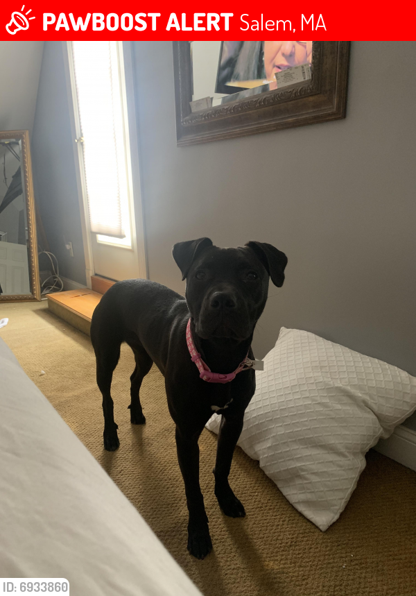 Lost Female Dog last seen Near Prescott street , Salem, MA 01970
