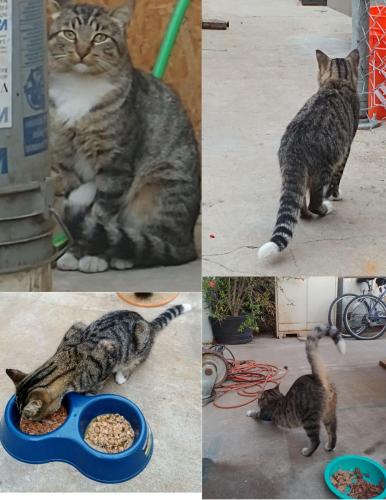Lost Male Cat last seen Hueneme Rd and Perkins Rd, Oxnard, CA 93033