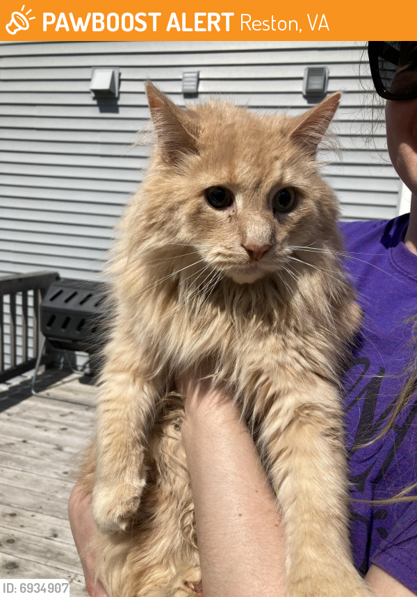 Found/Stray Male Cat last seen Stratton Woods Park, Reston, VA 20191