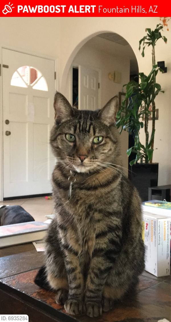 Lost Male Cat last seen Sunflower Dr and Palisades Blvd, Fountain Hills, AZ 85268