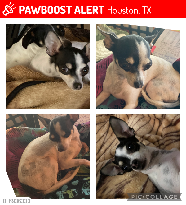 Lost Female Dog last seen Autumn Wind Drive, North Forest , Houston, TX 77040