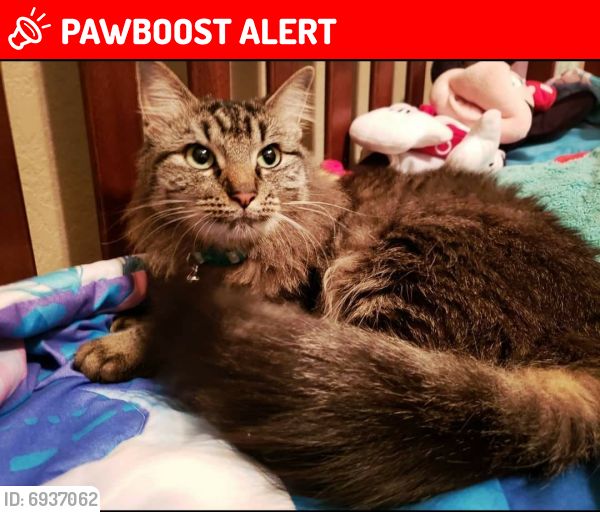 Lost Female Cat last seen Forest Meadows, Colorado Springs, CO 80908