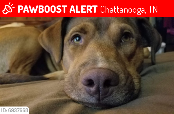 Deceased Male Dog last seen Forest Highland Drive, Hixson Pike, Chattanooga, TN 37415