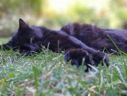 Lost Male Cat last seen Lidl, Greater London, England E6 5JY