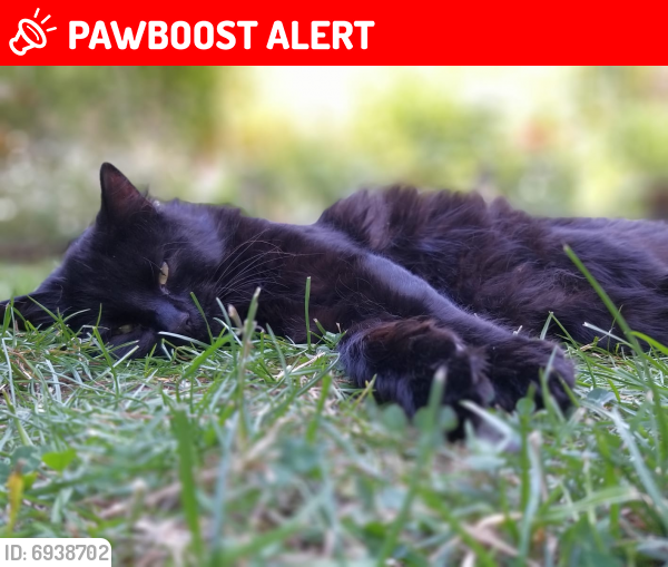 Lost Male Cat last seen Lidl, Greater London, England E6 5JY