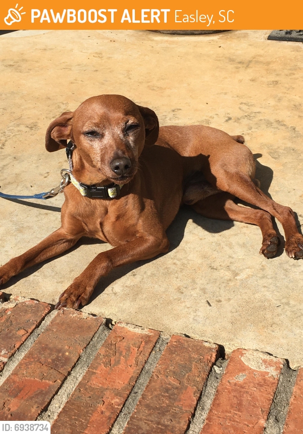 Surrendered Male Dog last seen Zion Church Rd, Easley, SC 29641