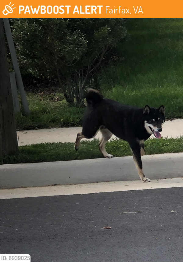 Found/Stray Unknown Dog last seen Milburn Street, Fairfax, VA 22030