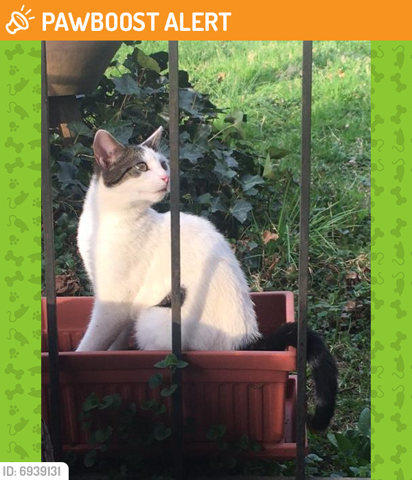 Found/Stray Unknown Cat last seen Charles Rd and Bennion Rd, Wheaton-Glenmont, MD 20906