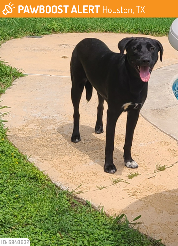 Rehomed Female Dog last seen Northchase Dr and Benmar Dr, Houston, TX 77060