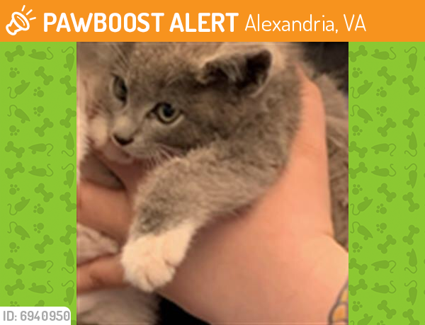 Found/Stray Female Cat last seen Alexandria, VA, Alexandria, VA 22314