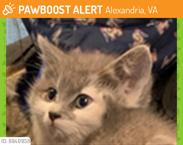 Found/Stray Female Cat last seen Alexandria, VA, Alexandria, VA 22314