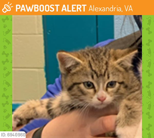 Found/Stray Female Cat last seen Alexandria, Alexandria, VA 22314
